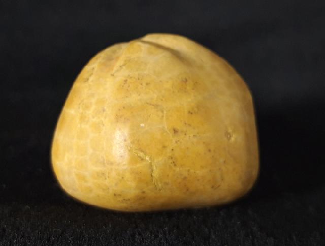 Plesiaster tranghayensis (LAMBERT 1936) - Bild &copy; FossNet FossilienStore